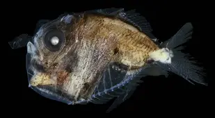 Deep Sea Hatchetfish