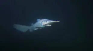 Goblin Shark At Sea