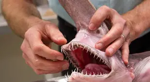 Mouth Of Goblin Shark