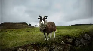 Goat In Iceland Photo