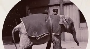 First Kodak Moments Elephant