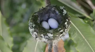 anna's hummingbird nest