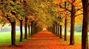 Autumn Tree Grove