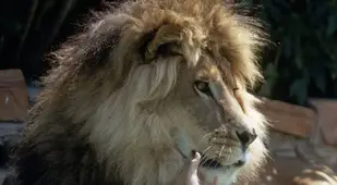 Melanie Griffith With Pet Lion