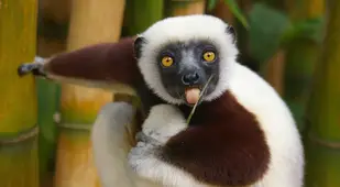 Lemur sticking out tongue
