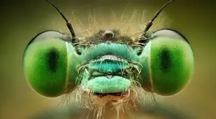 Bug Eyes Up Close
