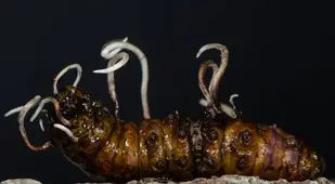 Cordyceps Growing From Beetle Larva