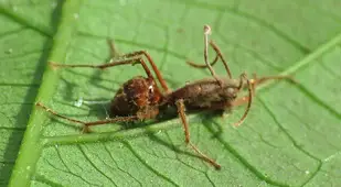 Cordyceps Fungus Sprouting From Ant
