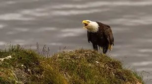 Bald Eagle In Alaska