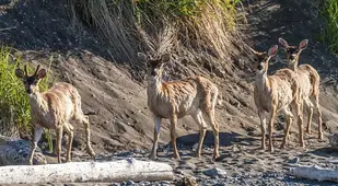 Sitka Deer