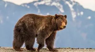 Brown Bear In Alaska Picture