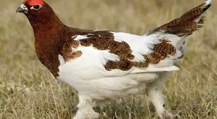 Animal Adaptations Chicken