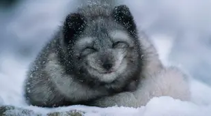 Animal Adaptations Fox Smile