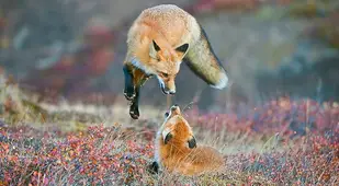 Red Fox Best Nature Photography of 2014