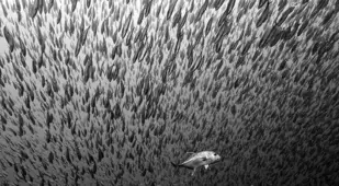 Black and White School of Fish