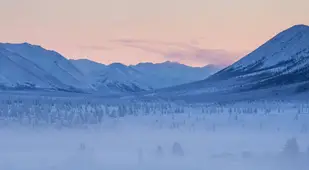 Icy Oymyakon Forests