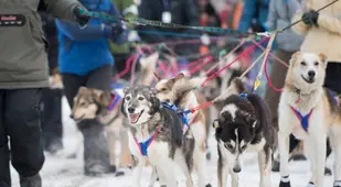 iditarod race booties on