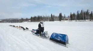 iditarod race chena river