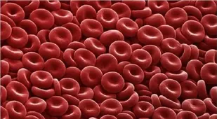 Microscope Bodies Red Blood Cell