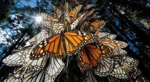 Monarch Migration Colony