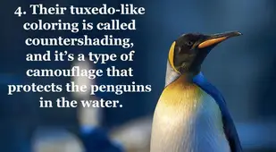 Facts About Penguins