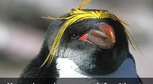 Macaroni Penguins