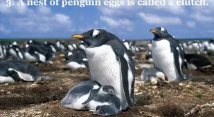 Penguin Clutch Nest