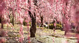 Beautiful Cherry Blossoms