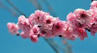 Sakura Blooms in Japan