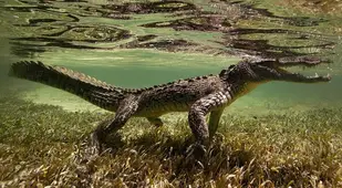 underwater animal photography peeking croc