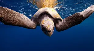 underwater animal photography sea turtle
