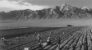 Manzanar Relocation Center Farming