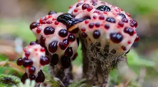 Coolest Mushrooms Hydnellum