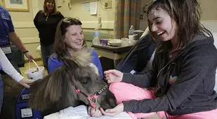 Miniature Therapy Horses Bedside