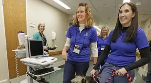 Miniature Therapy Horses Trotting