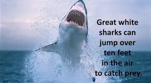 Jumping Ability Of Great White Sharks