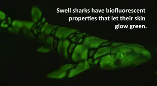 Swell Shark Facts