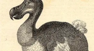 De-Extinction Dodo