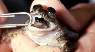 De-Extinction Gastric Brooding Frog