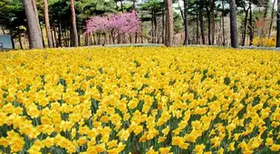 Hitachi Seaside Park Narcissus