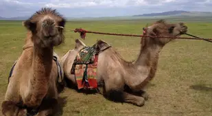 Mongolia Nomads Camel Closesup
