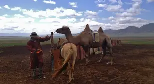 Mongolia Nomads Prepping Camel