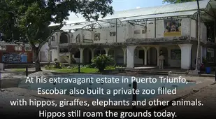 Pablo Escobar's Zoo