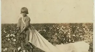 Child Labor 1900s Picking Cotton