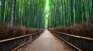 Colorful Kansai Japan Bamboo