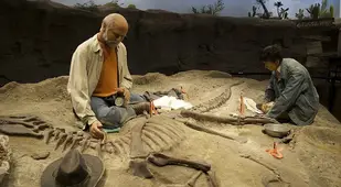 Creation Museum Fossil Dig