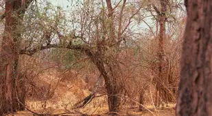 Giraffe