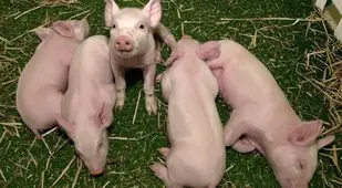 Pig Clones