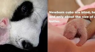 Panda Facts Newborns