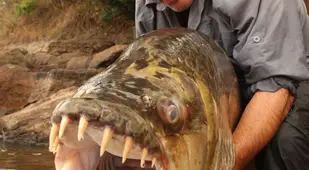 Congo Tiger Fish